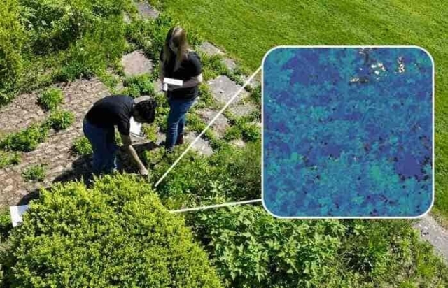 Гиперспектральная съёмка и NDVI для обнаружения самшитовой огнёвки