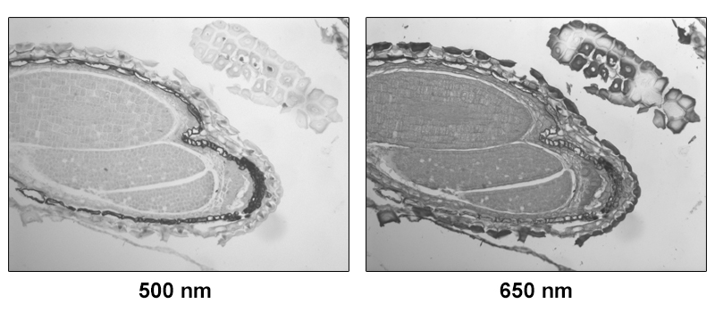 Изображение образца на разных длинах волн