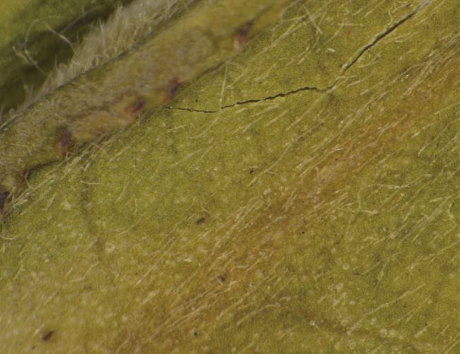 Микроскопия